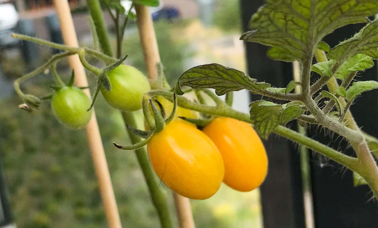 tomatoes on a branch