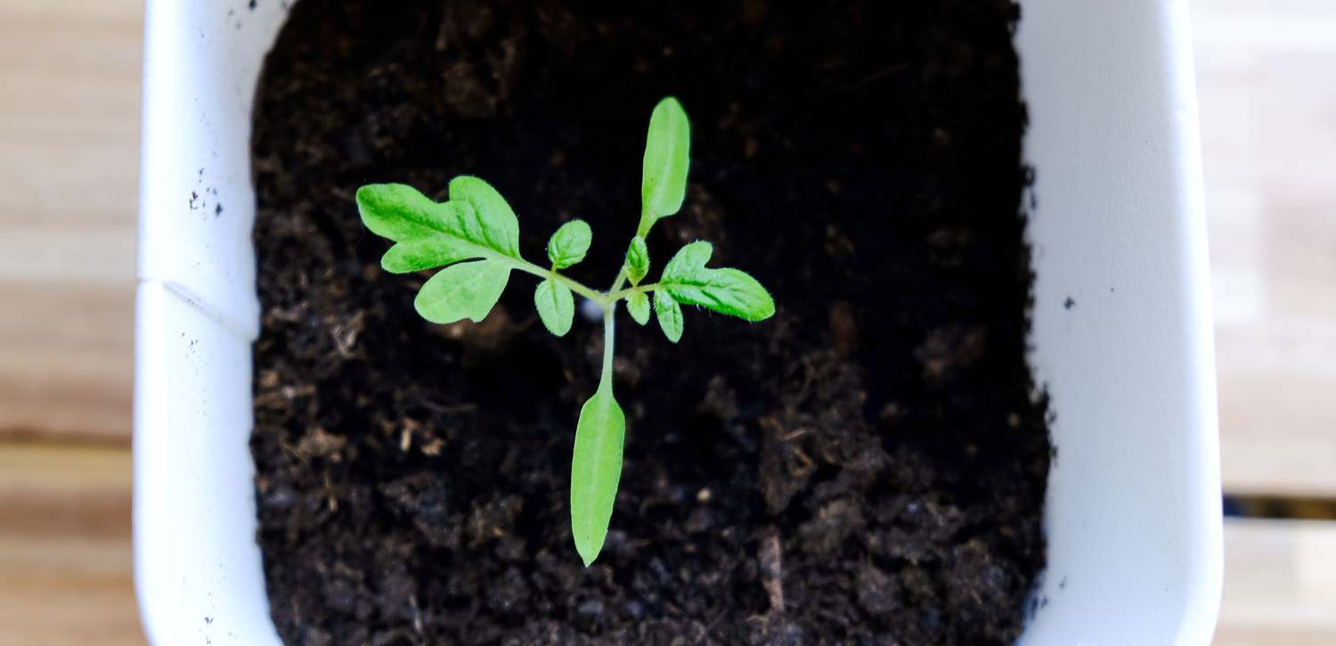 tomato plant