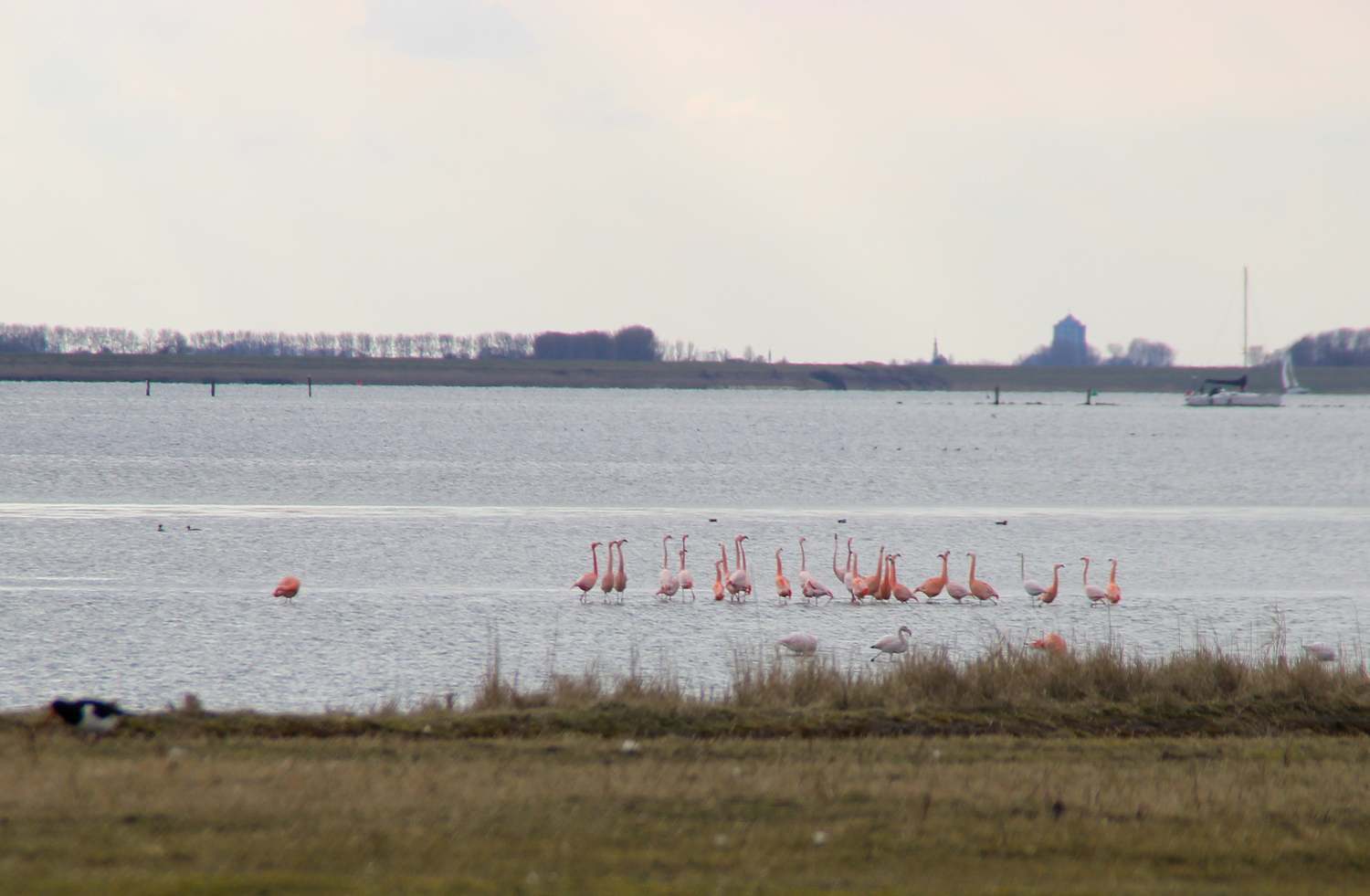 Flamingos in the netherlands
