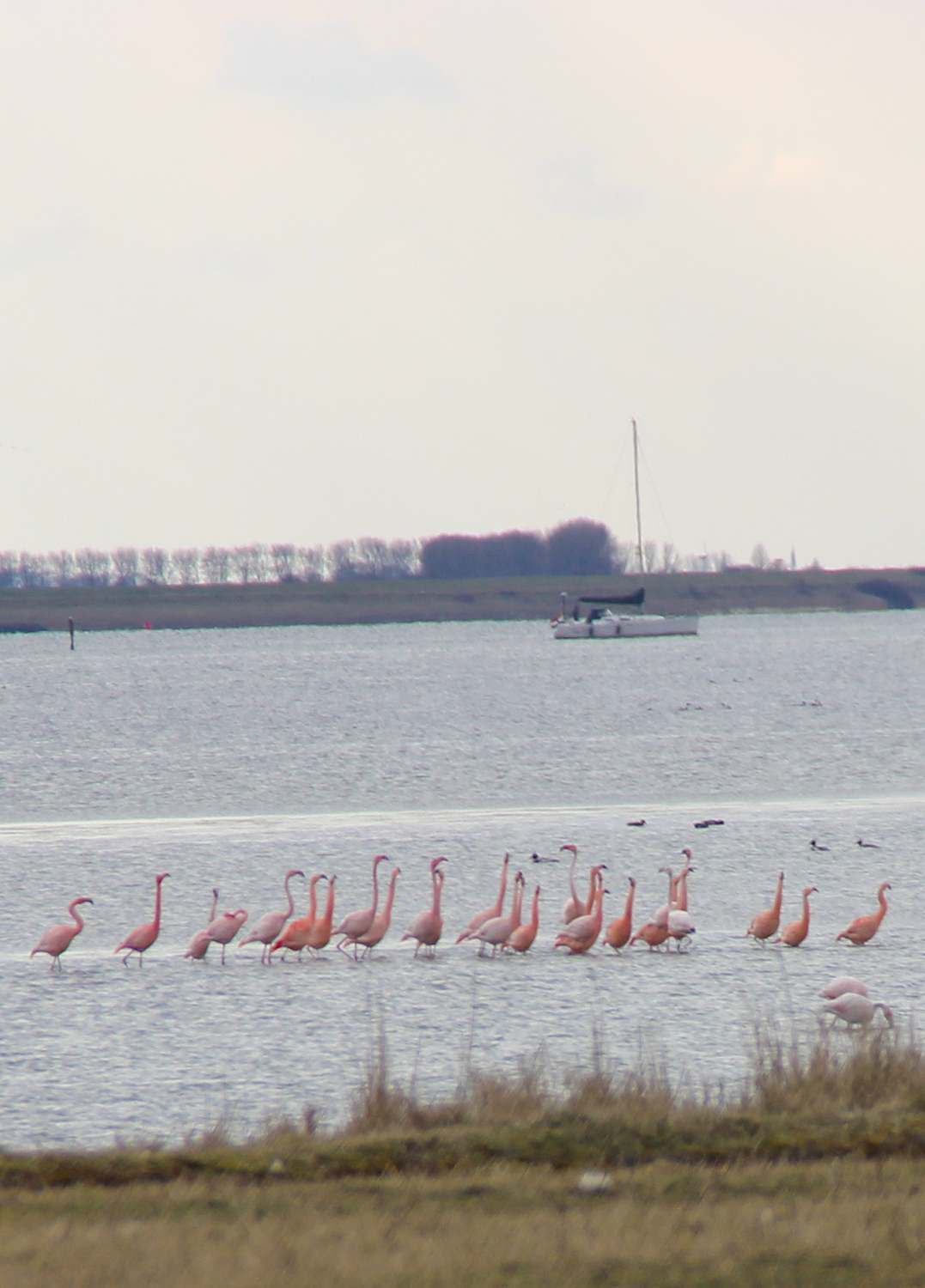 Flamingos in the netherlands